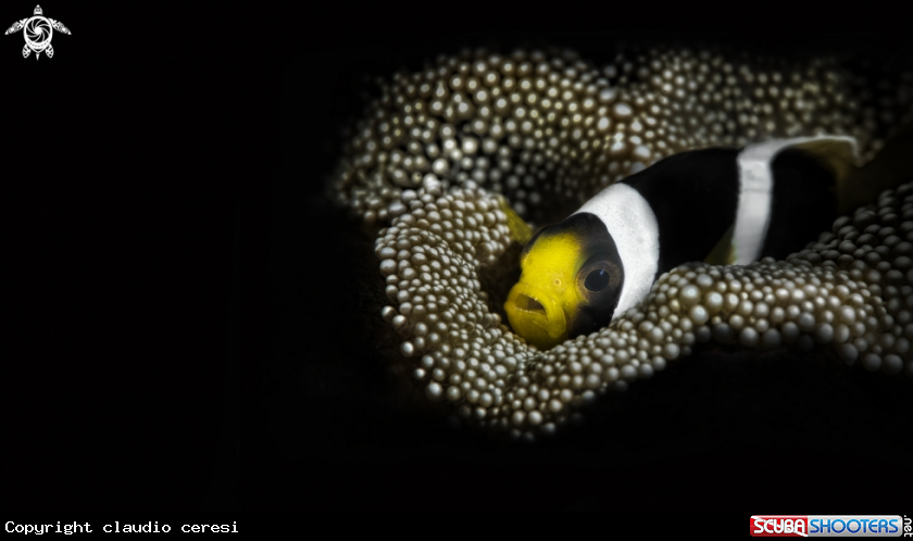A clownfish