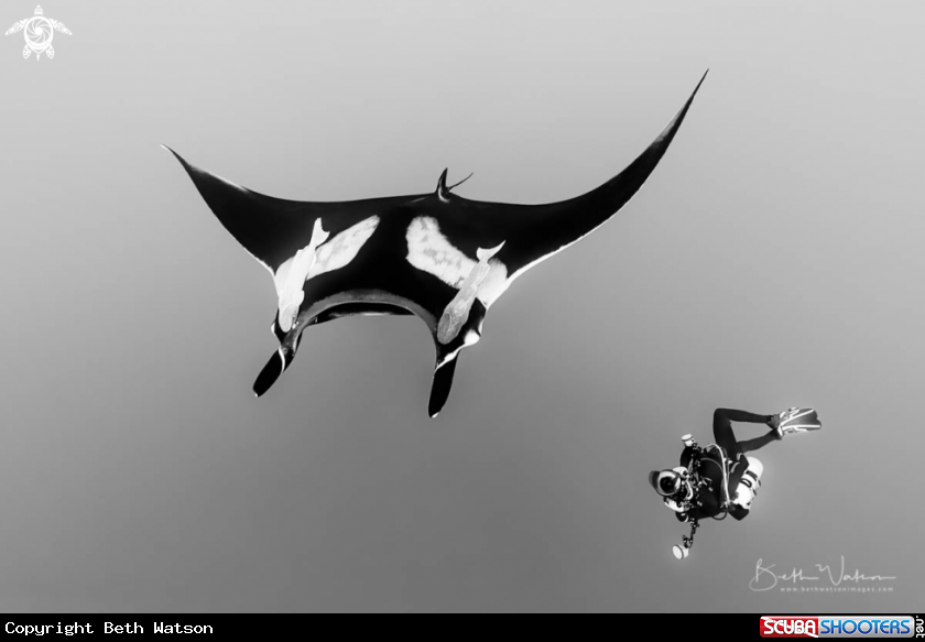 A Giant Oceanic Manta