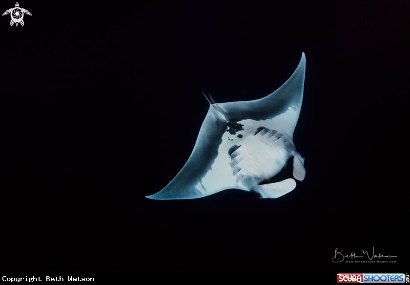 A Giant Oceanic Manta