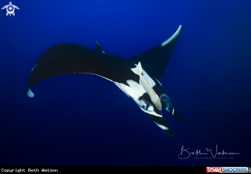 A Giant Oceanic Manta