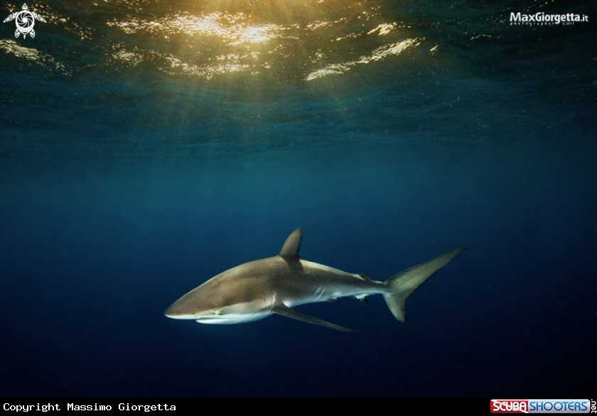 A Silk shark