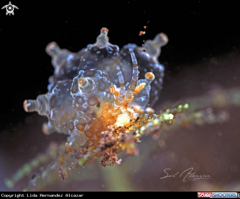 A eubranchus sp