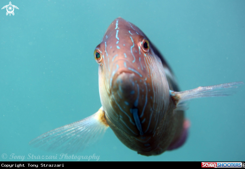A Maori wrasse
