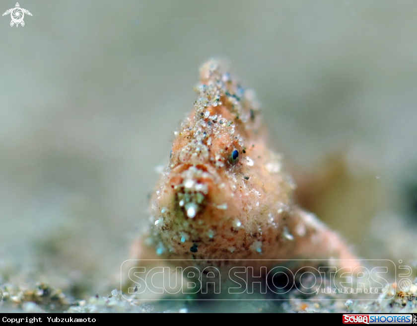 A Frog Fish