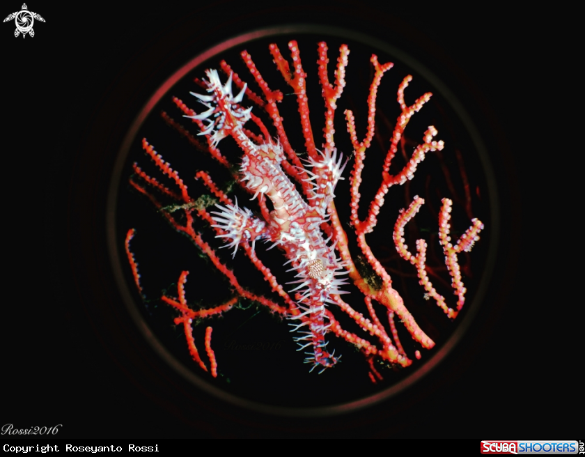 A Ghost pipefish
