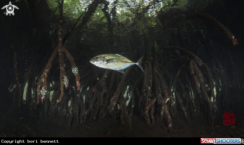 A Mangrove