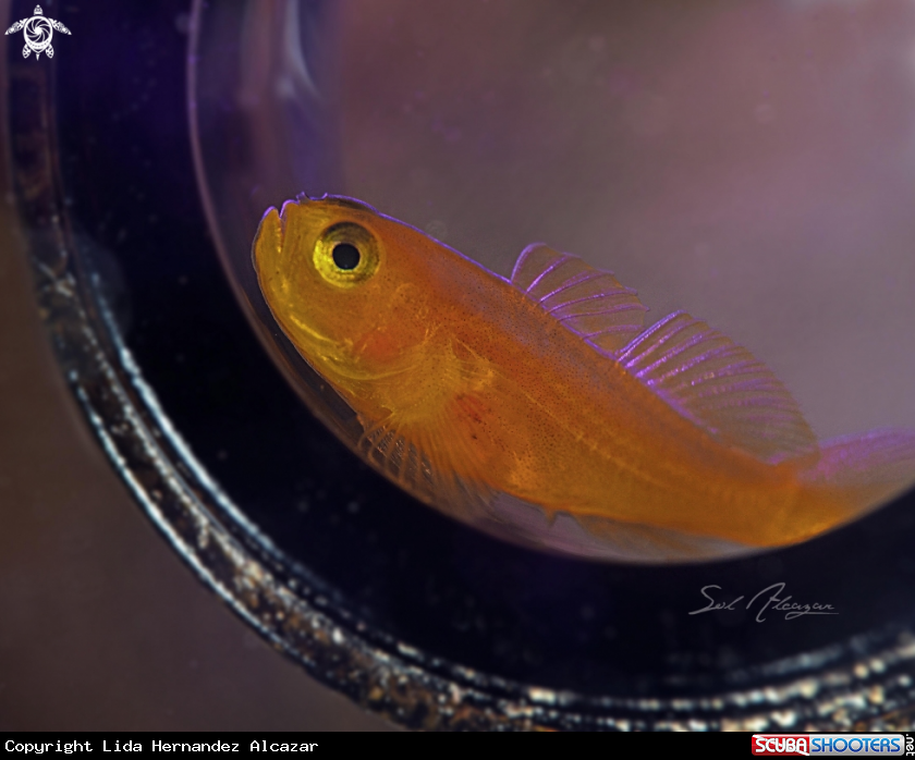 A yellow goby