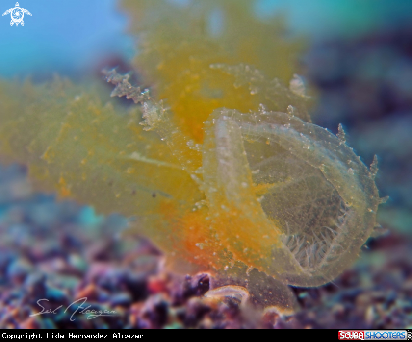 A melibe viridis