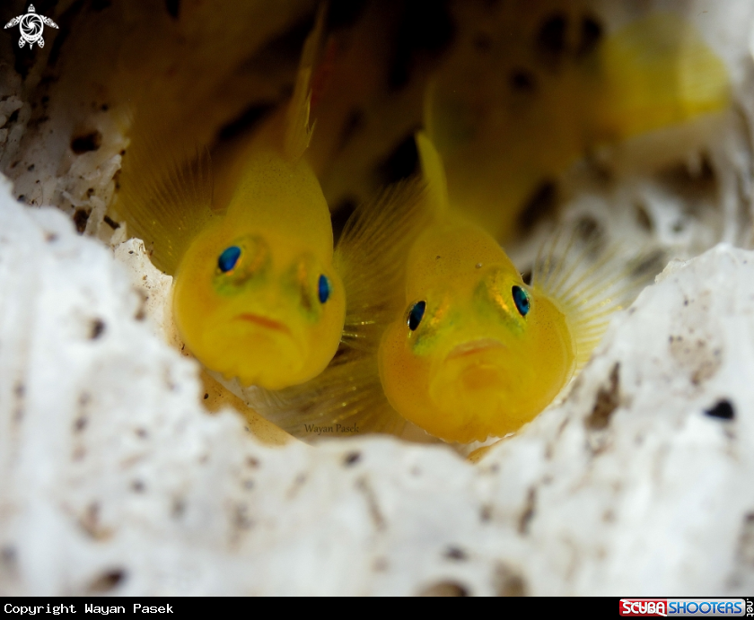 A Yellow Goby