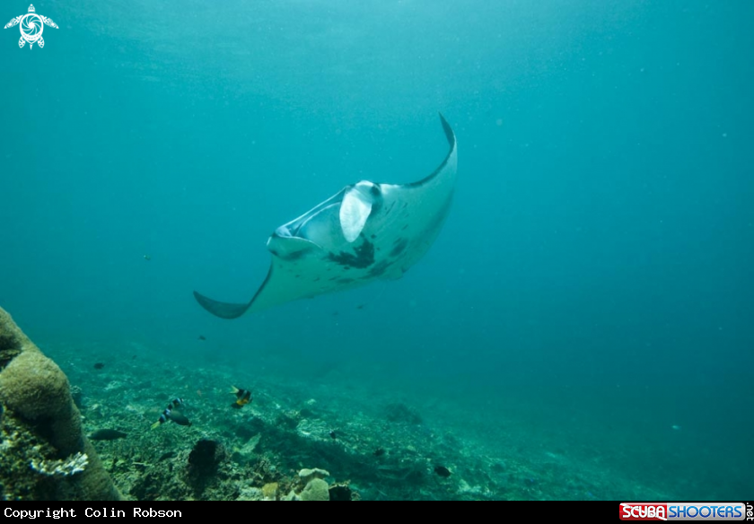 A manta ray