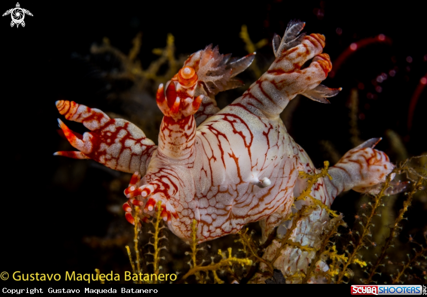A Nudi
