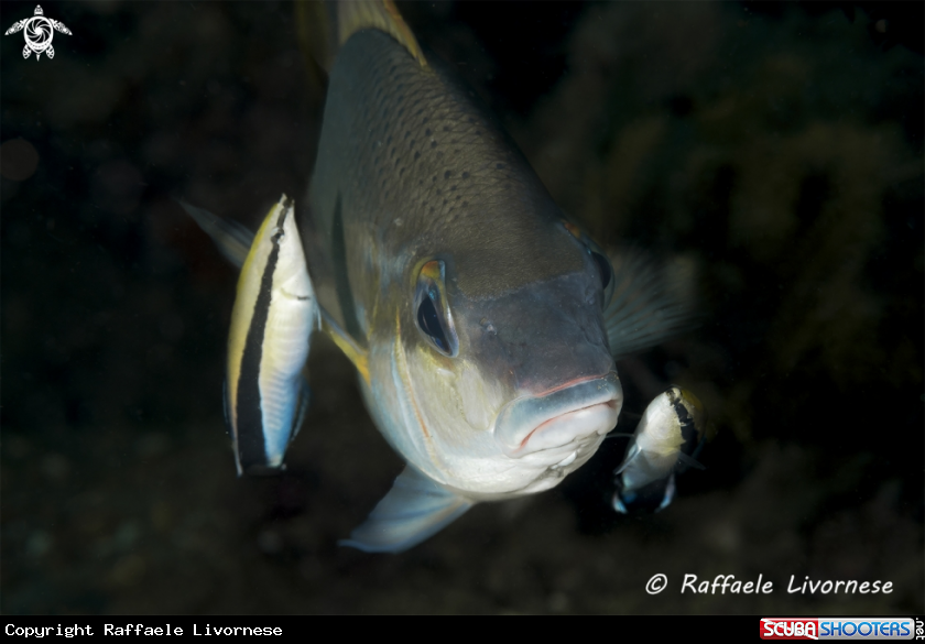 A Wrasse