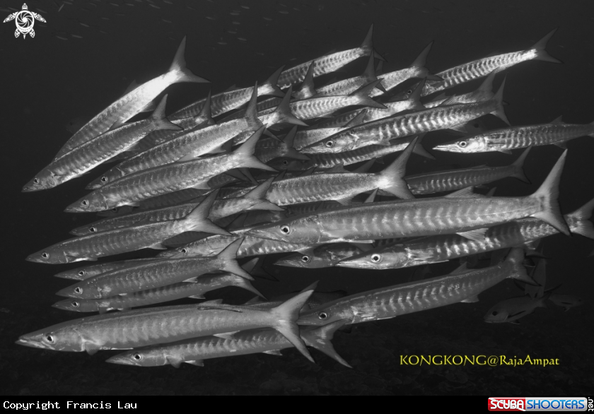 A Barracuda