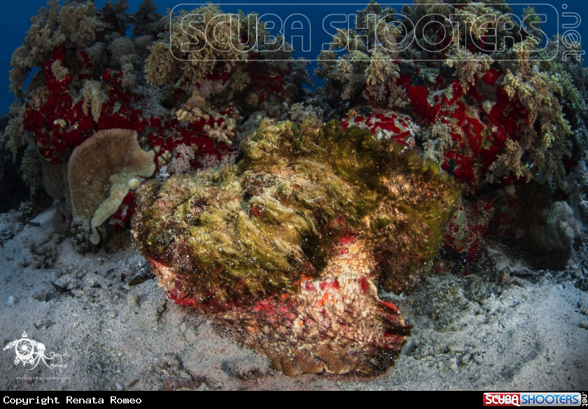 A Stone fish