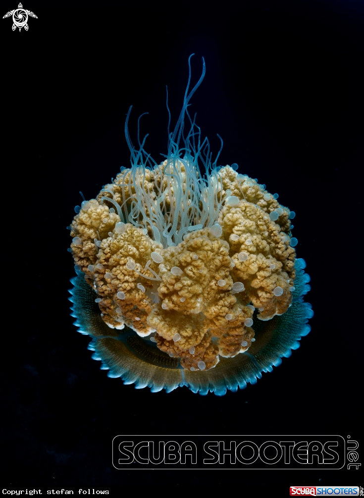 A Jellyfish