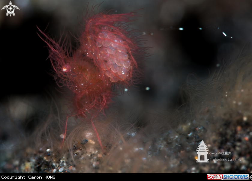 A Hairy Shrimp