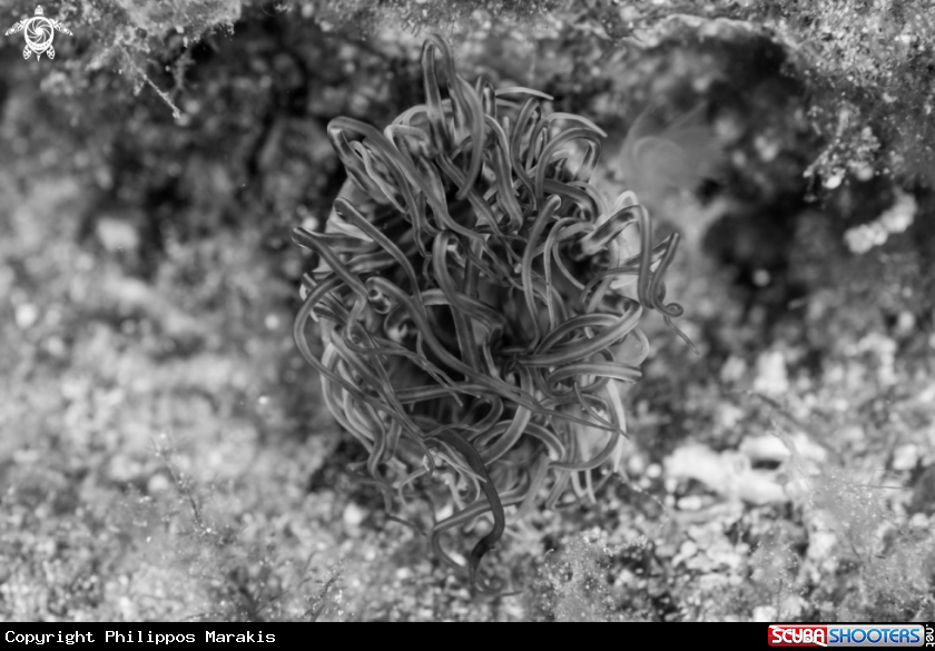 A Anemone Cerianthus 