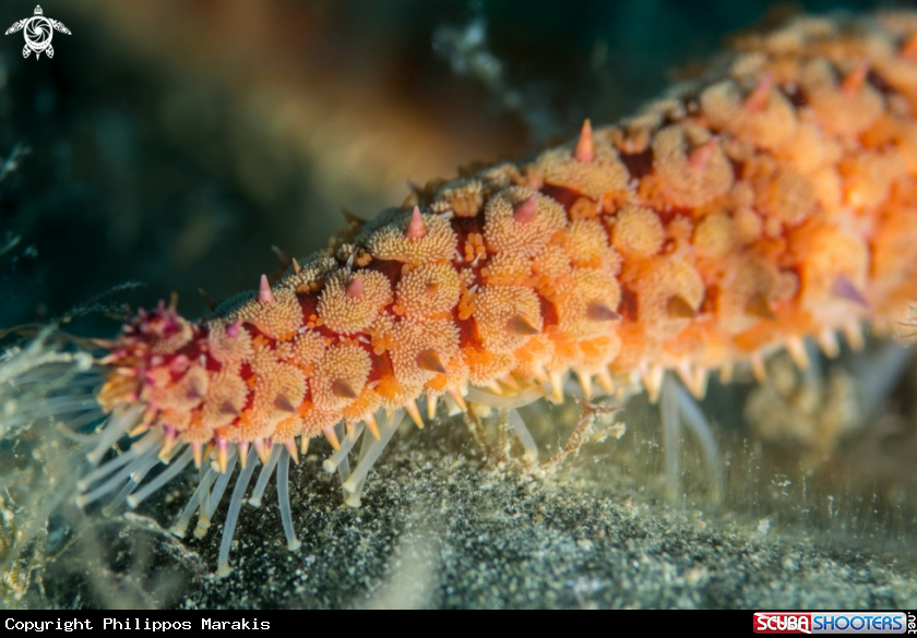 A Seastar