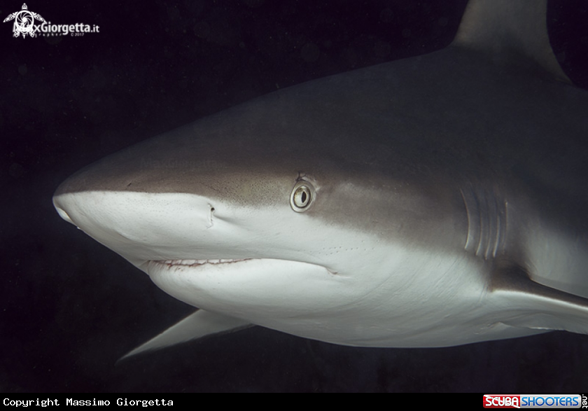 A grey shark