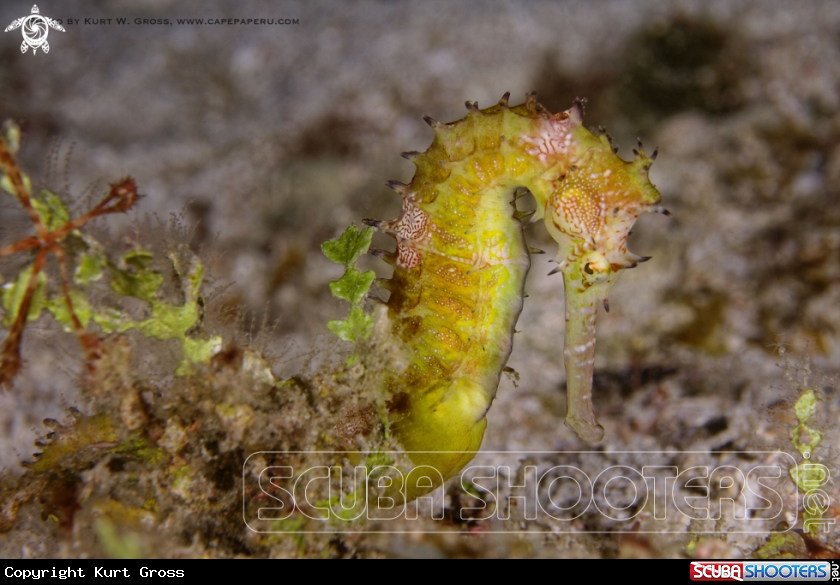 A Seahorse yellow