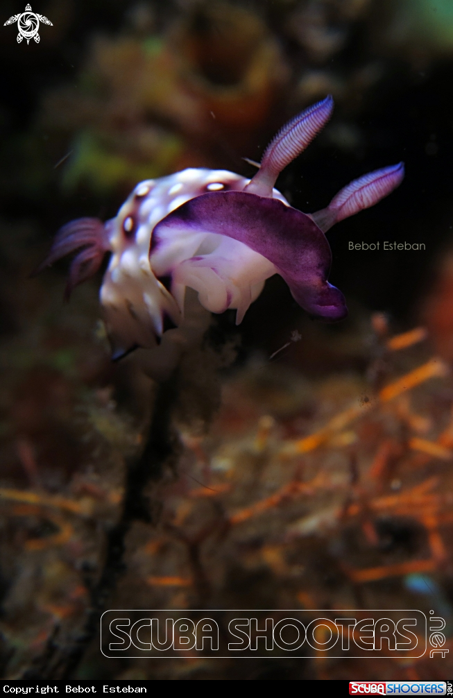 A nudibranch