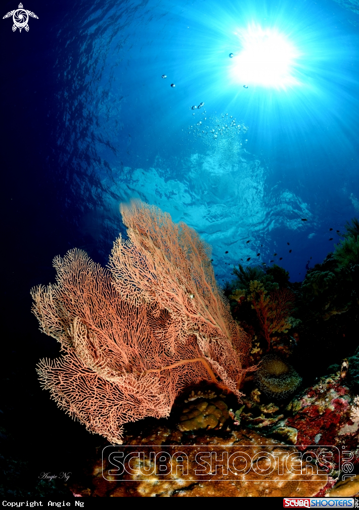 A Sea Fans