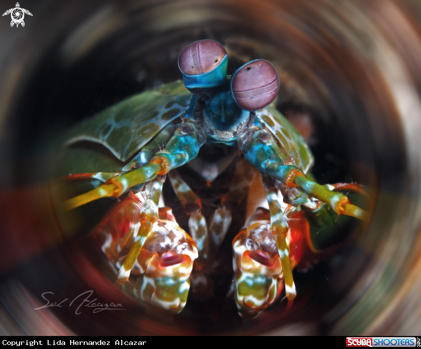 A mantis shrimp
