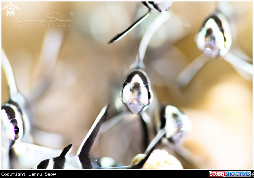 A Banggai Cardinalfish