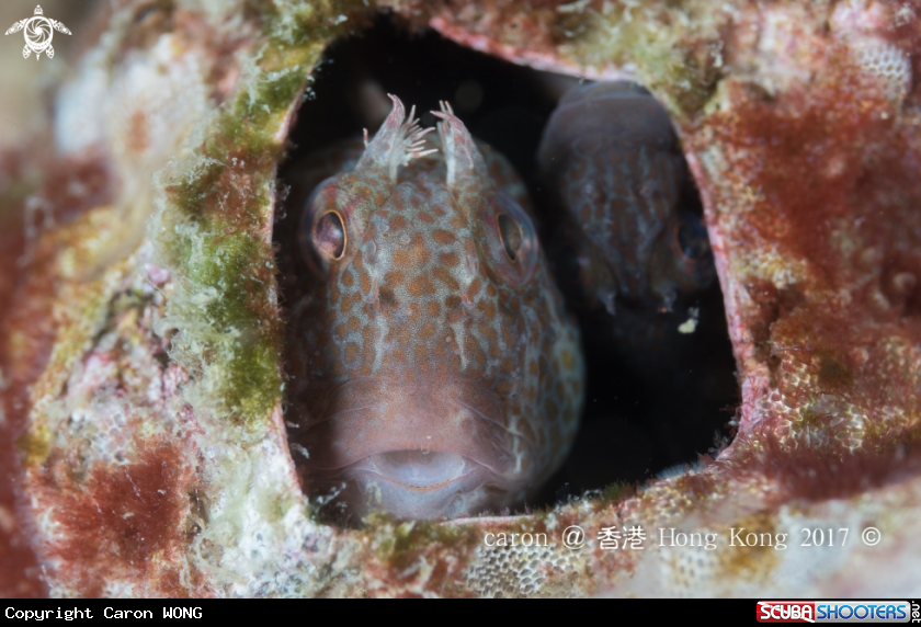 A Blenny