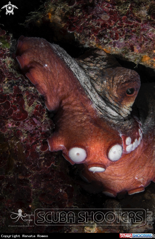 A octopus