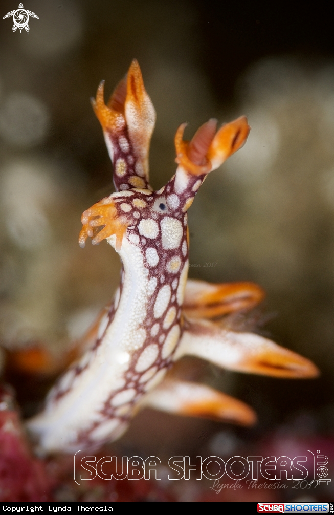 A Bornella anguilla