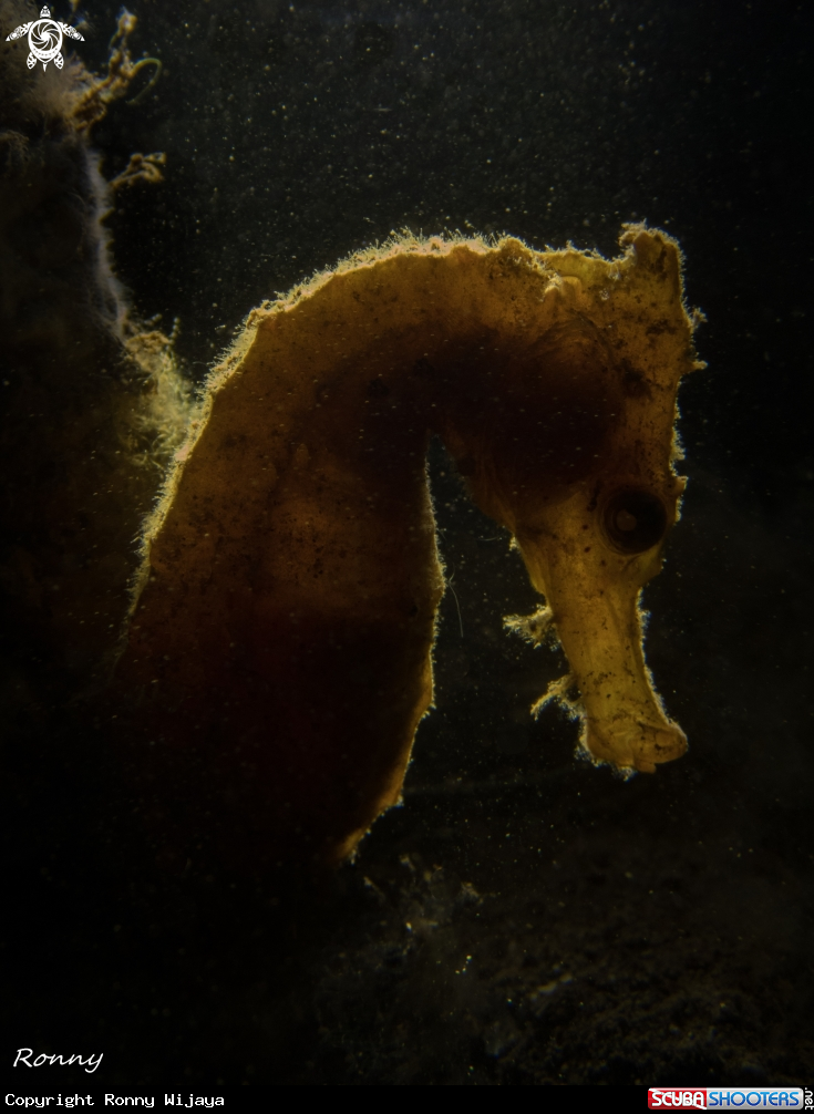 A Seahorse