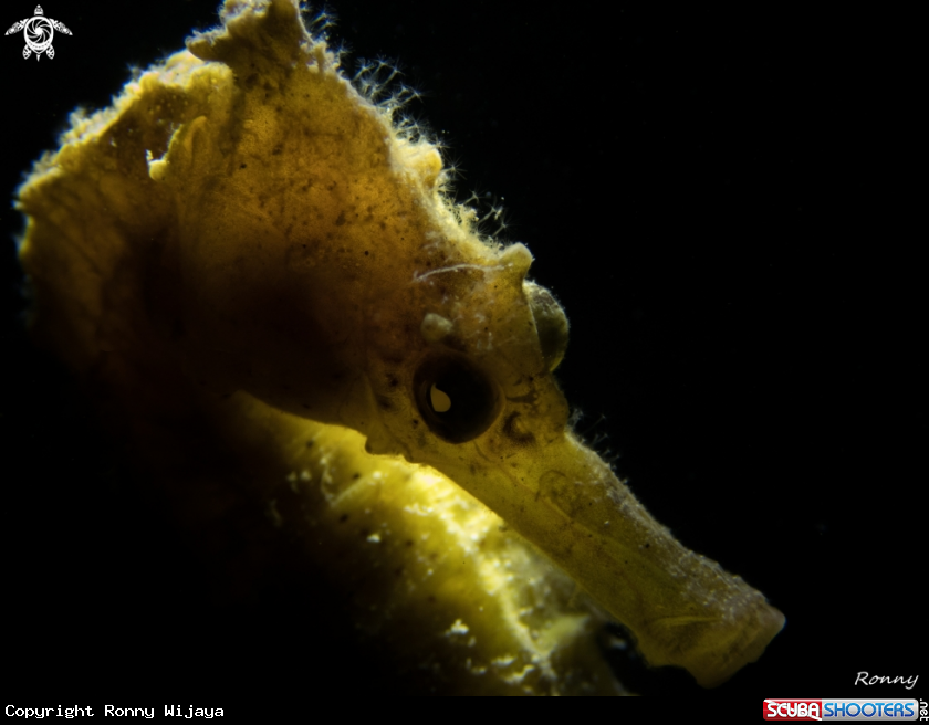 A Seahorse