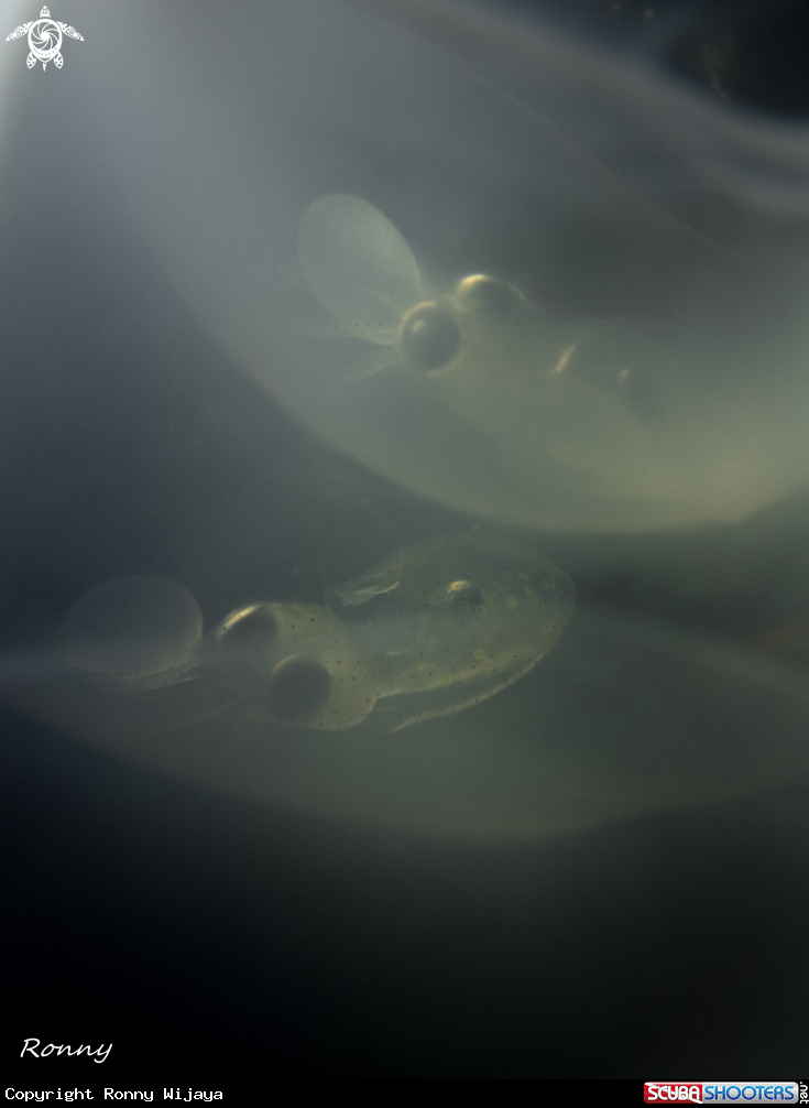 A Baby squid