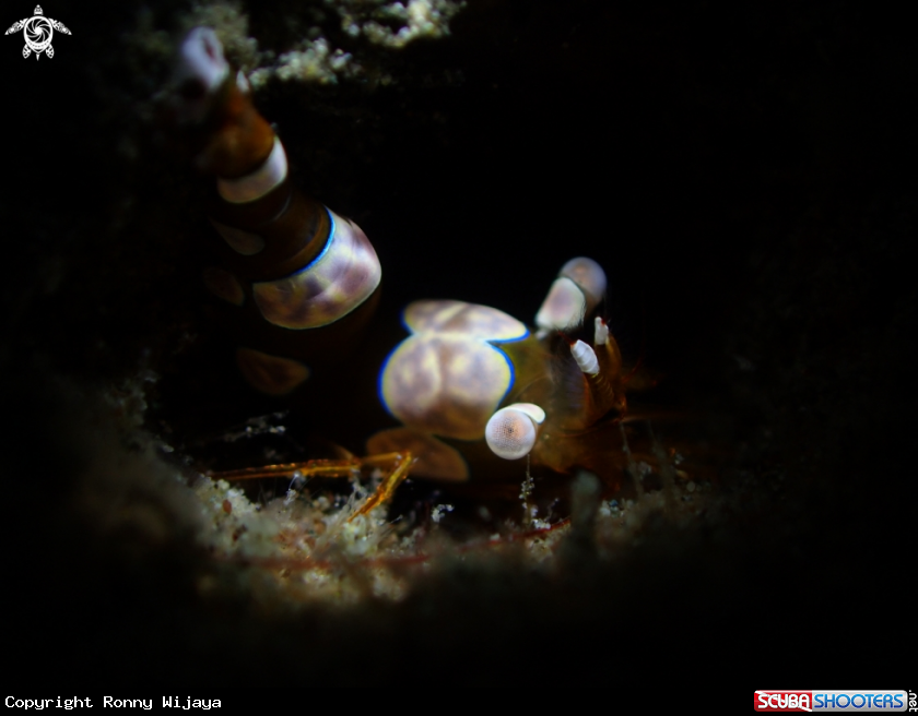 A Sexy shrimp