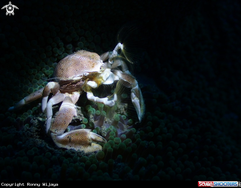 A Porcelain Crab