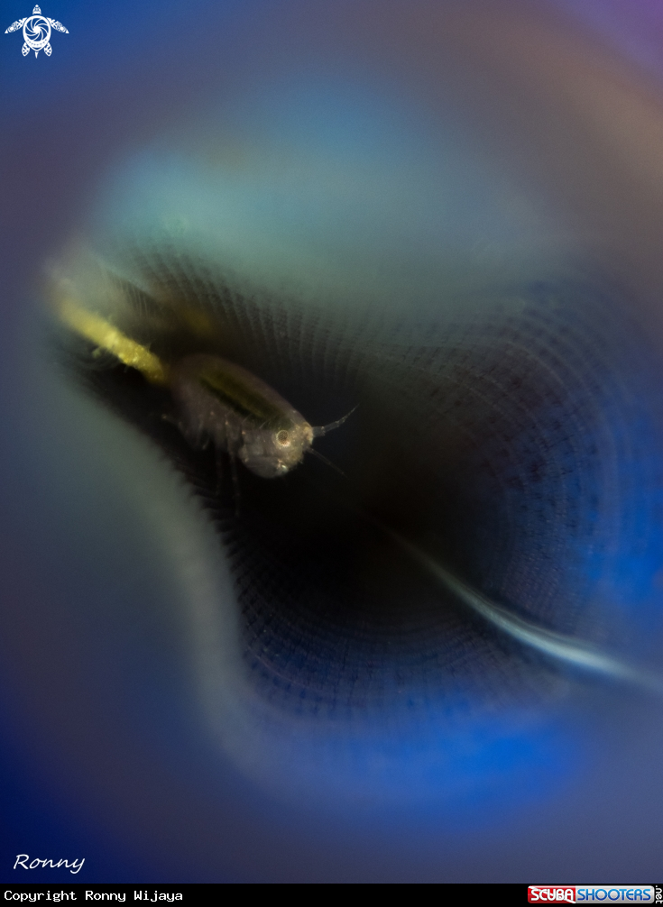 A Amphipod