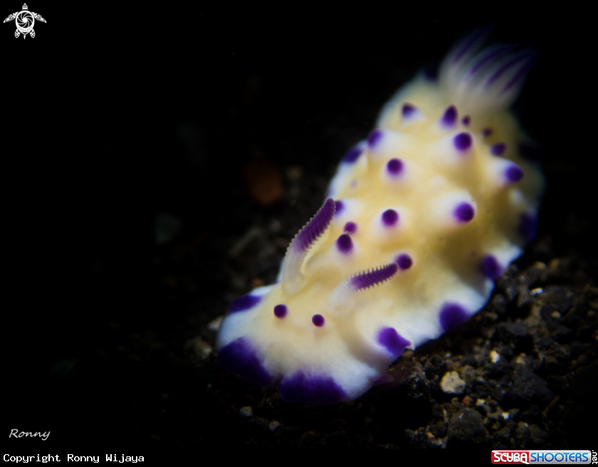 A Mexichromis multituberculata