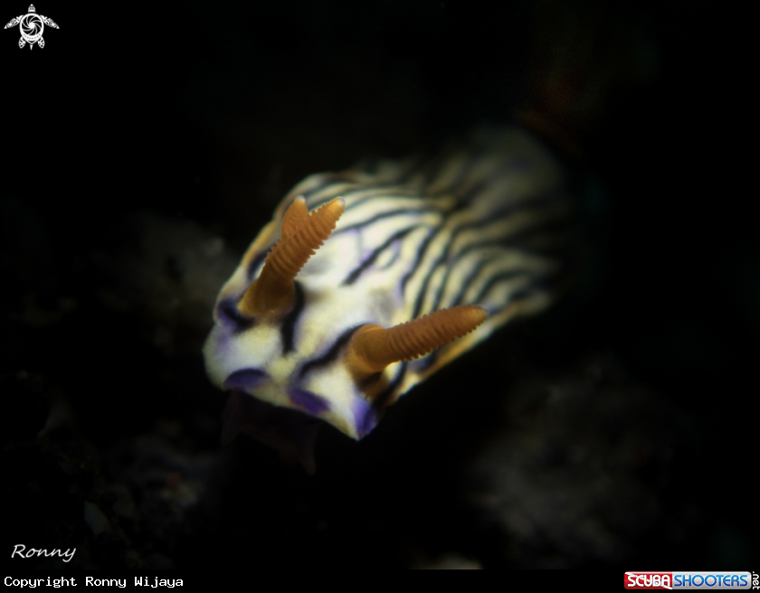 A Hypselodoris zephyra