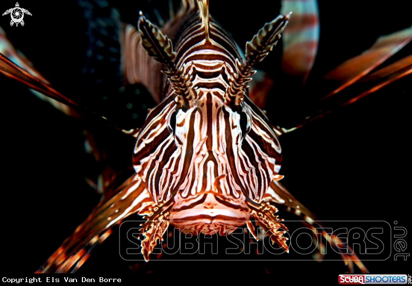 A Lionfish