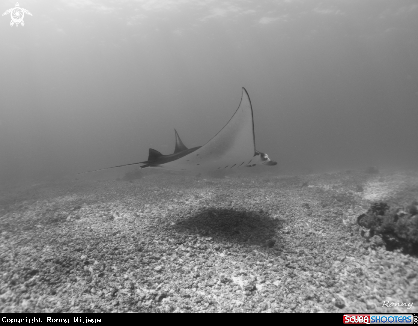 A Manta ray