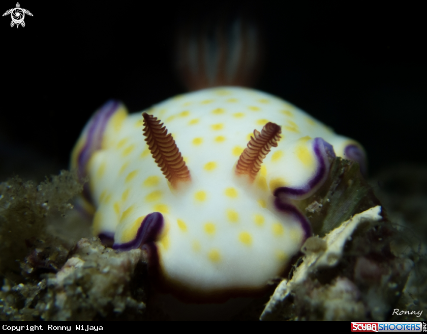A Nudibranch
