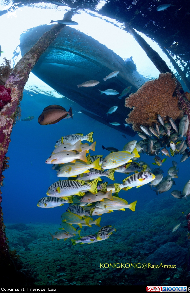 A Yellow sweetlips
