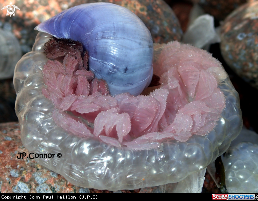 A Violet snail