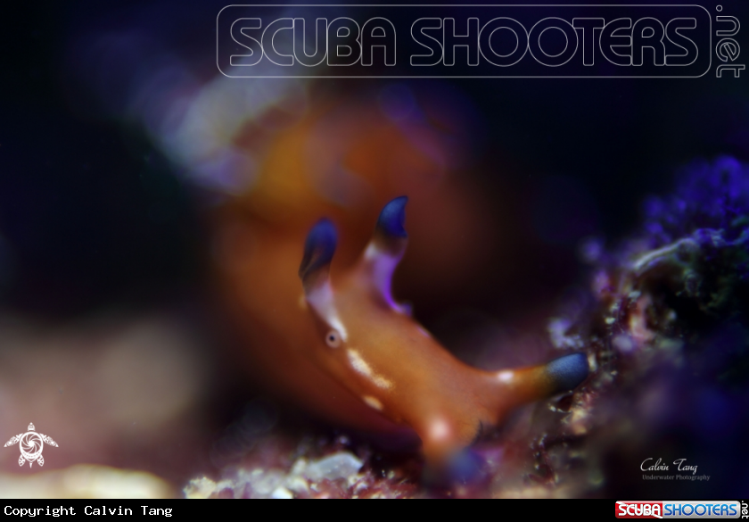 A Nudibranch