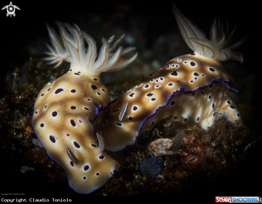 A Hypselodoris Tryoni