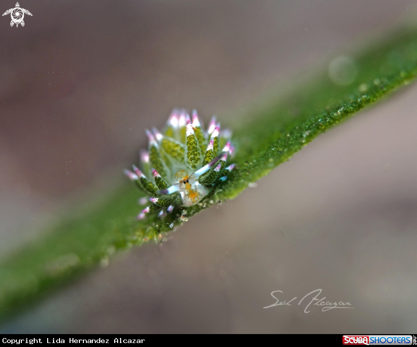 A sheep nudi 
