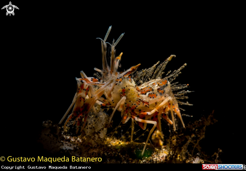 A Tiger shrimp