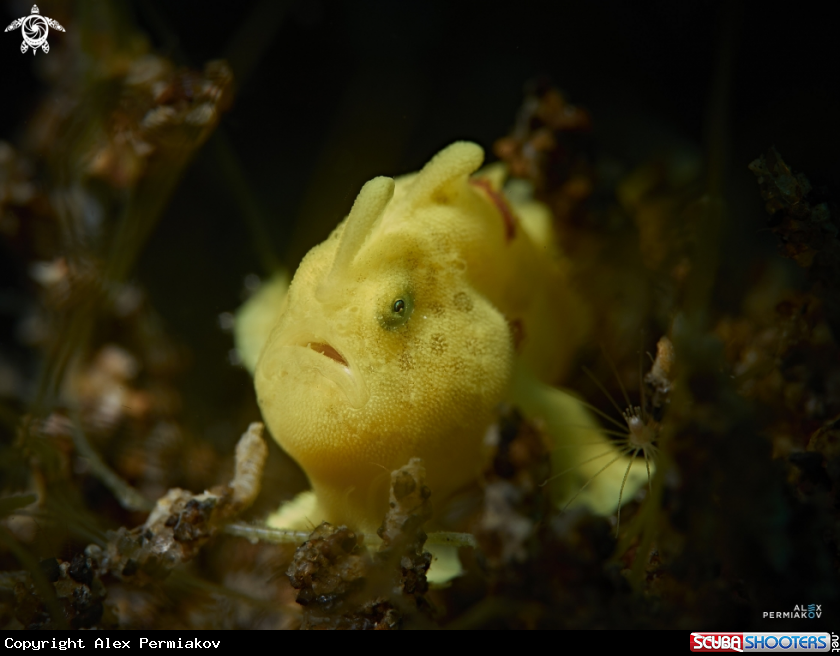 A frogfish