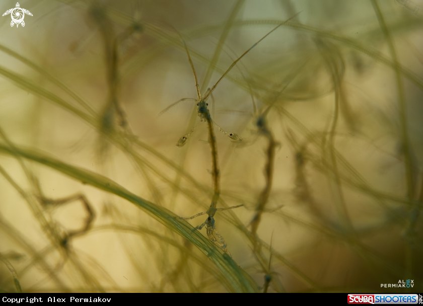 A Skeleton shrimp